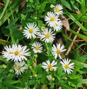 29th Sep 2025 - Frost Aster
