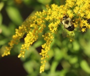 29th Sep 2025 - Golden Light