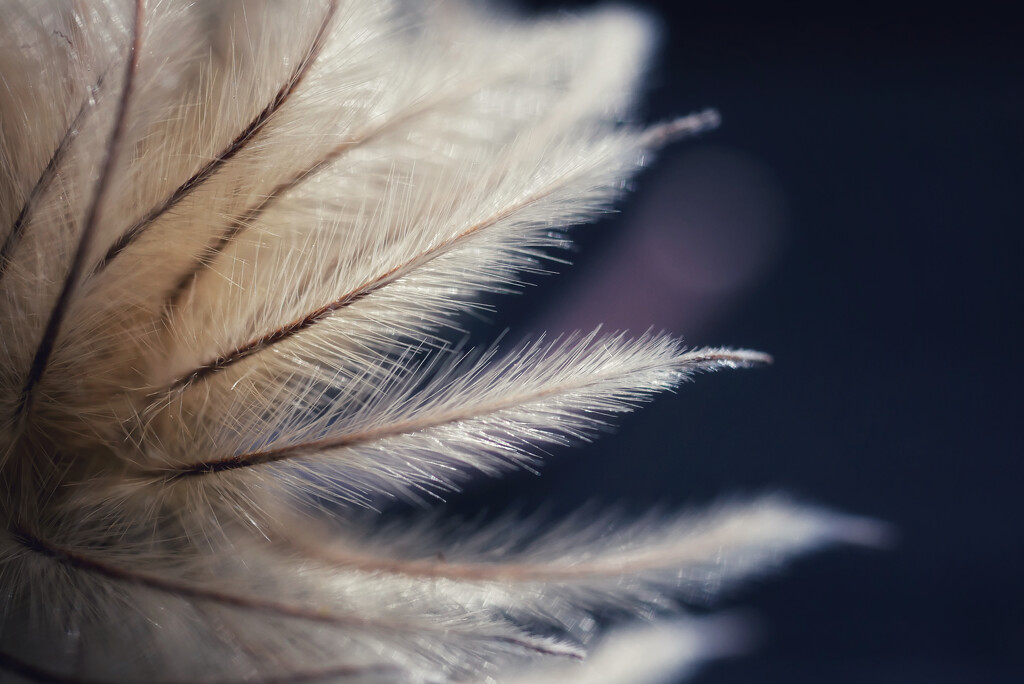 Tendrils of Fluff by ljmanning