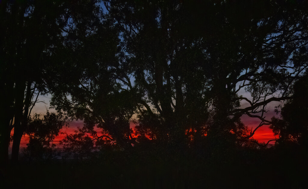 wonderful sunrises by koalagardens