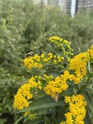 30th Sep 2025 - A very yellow scene