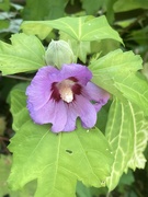 29th Sep 2025 - Rose of Sharon - Hanging On