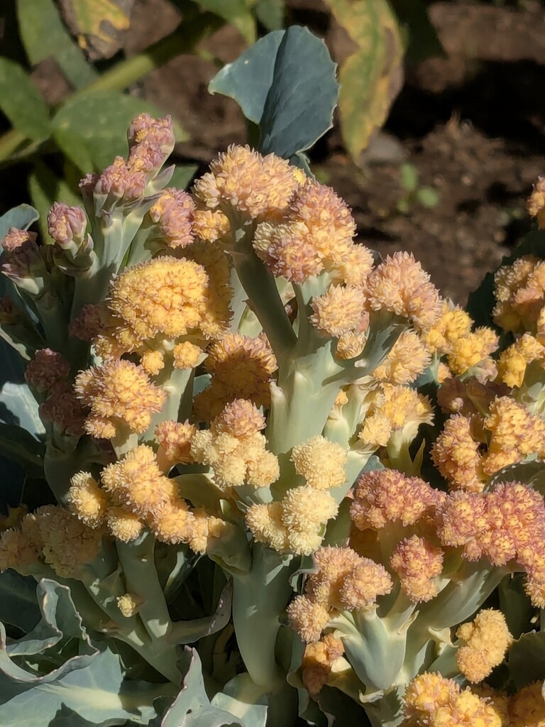 cauliflower flowering by wakuwaku