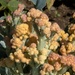 cauliflower flowering