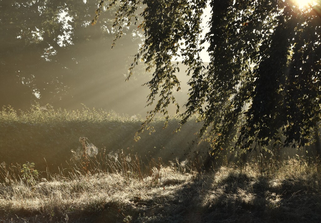 Autumn Morning by casablanca