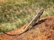 30th Sep 2025 - Bearded dragon