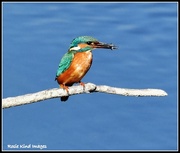 30th Sep 2025 - Kingfisher 