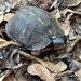 Little box turtle... by marlboromaam