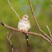 Diamond Dove 