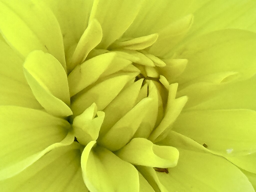 Dahlia’s by phil_sandford