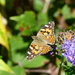 Painted Lady