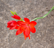 29th Sep 2025 - Kaffir lily 