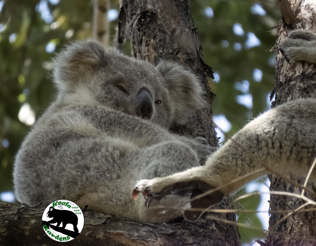 yes mum I'm holding tight by koalagardens