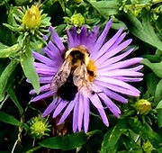 30th Sep 2025 - Bee on Aster