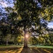Morning tree  by boxplayer