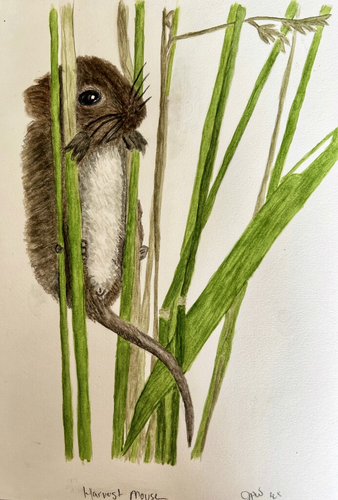 Harvest Mouse by marylandgirl58