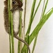 Harvest Mouse by marylandgirl58