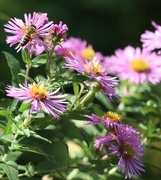 30th Sep 2025 - Just for You, Little Bee