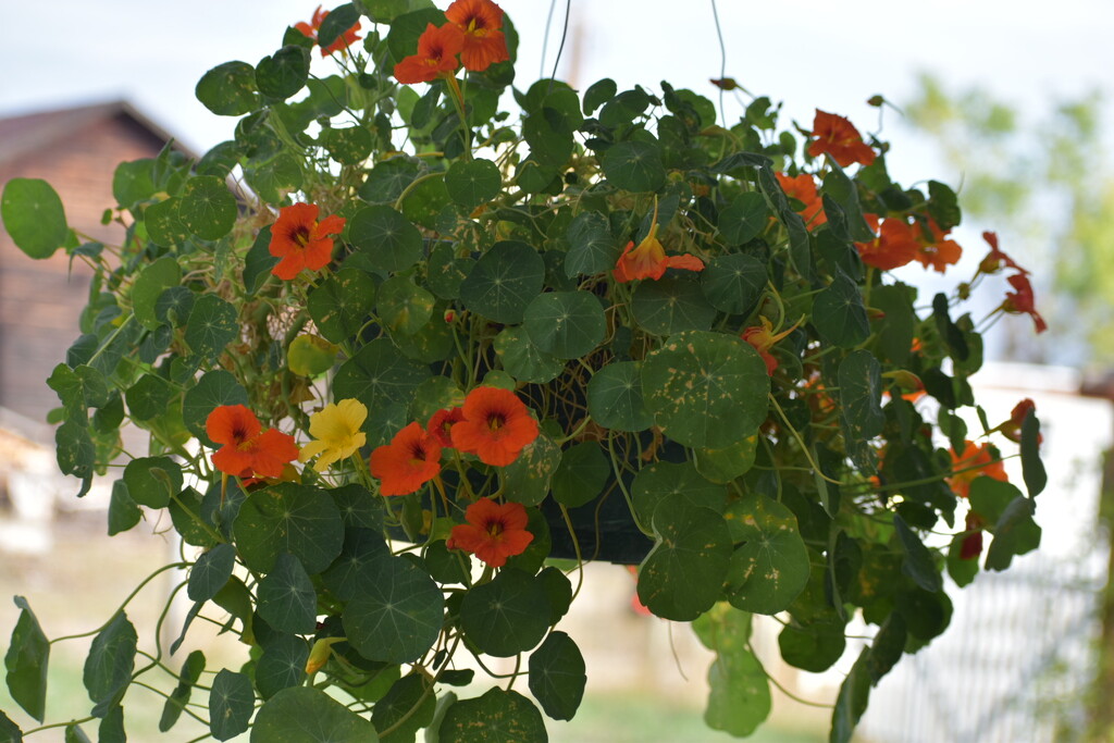 One Of Three... by bjywamer