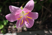 16th Sep 2025 - Pink rain lily