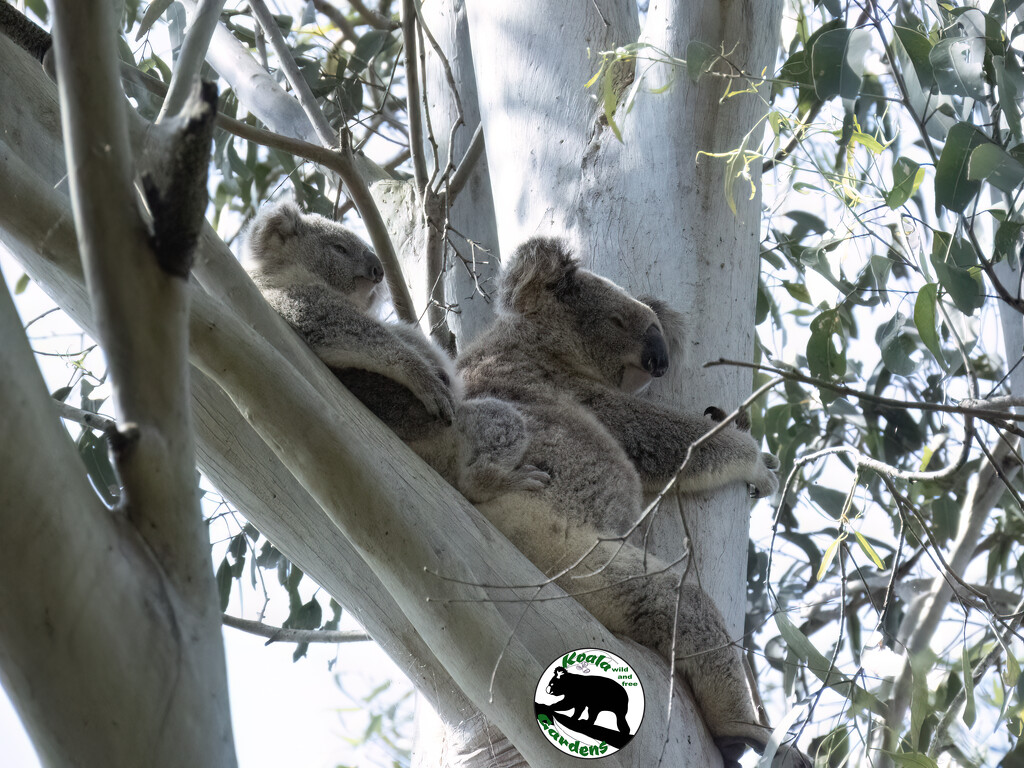 look ma no hands! by koalagardens