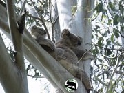 28th Sep 2025 - look ma no hands!