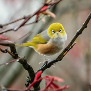 1st Oct 2025 - Quick Step