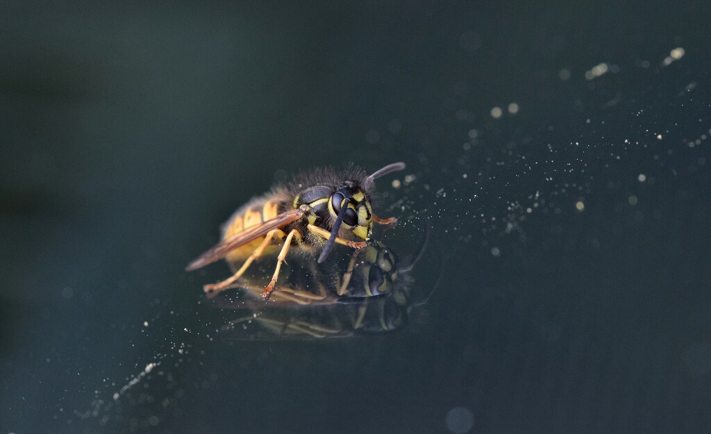 Wasp on a Windscreen by dragey74