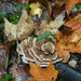 Autumn Turkey Tail  by kvphoto