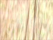 28th Sep 2025 - Sunlight Swish