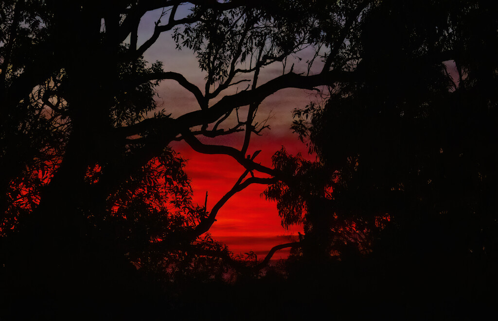 best start to the day by koalagardens