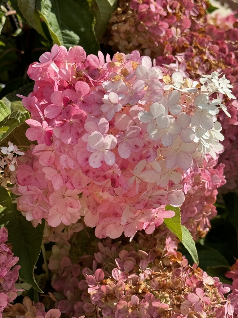 Pretty In Pink by lisab514