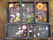 1st Oct 2025 - flower grid