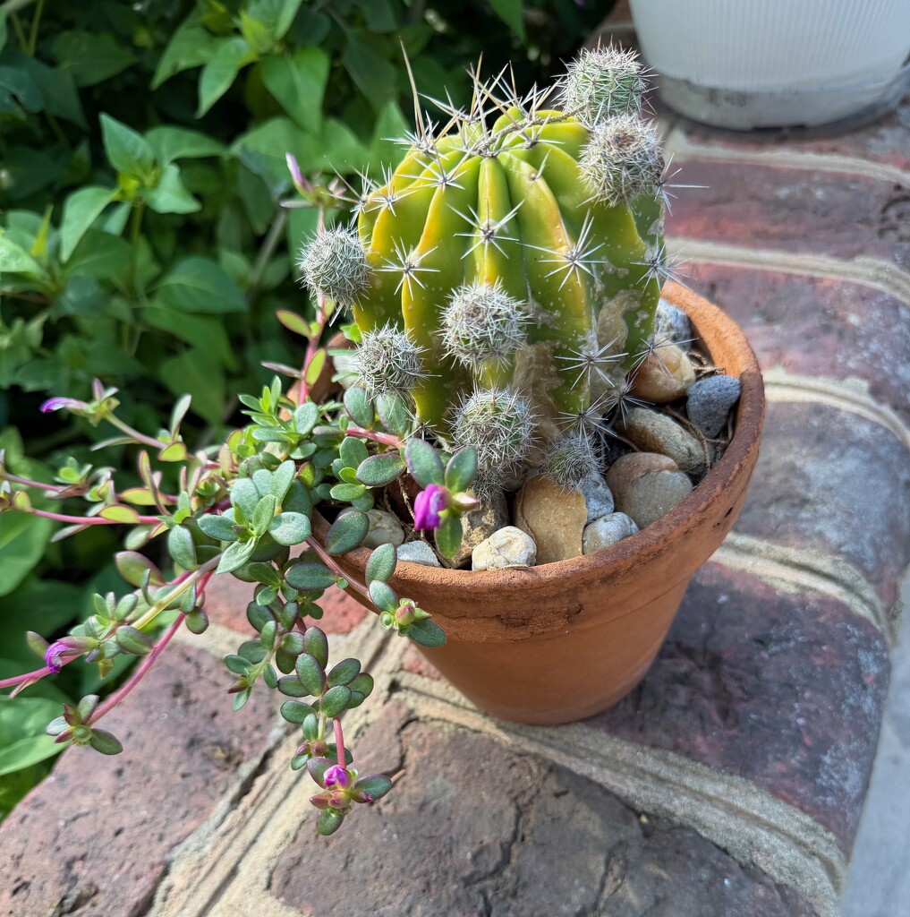 More Cactus by allie912