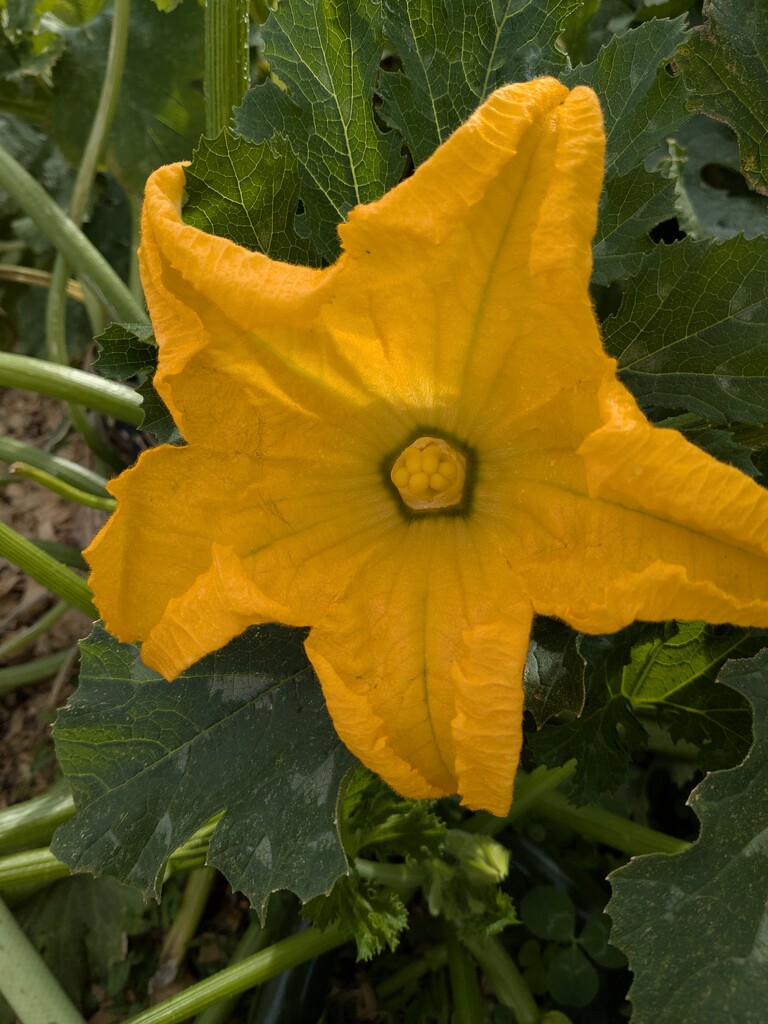 One of the last zucchini flowers by wakuwaku
