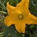 One of the last zucchini flowers