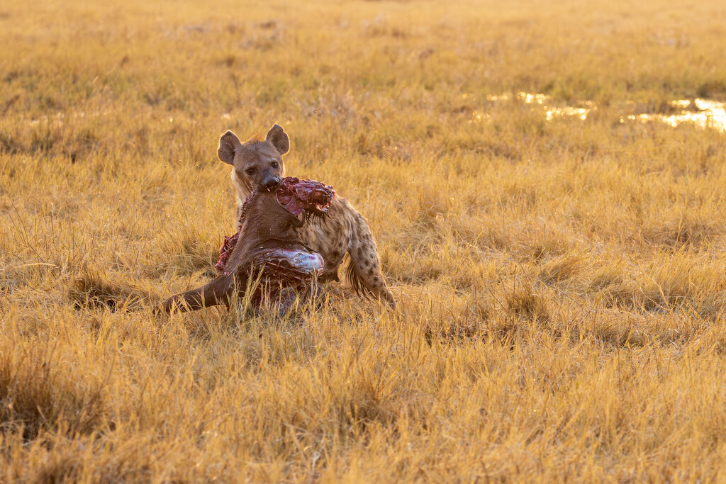 Botswana Day 11 - 1 by yaorenliu