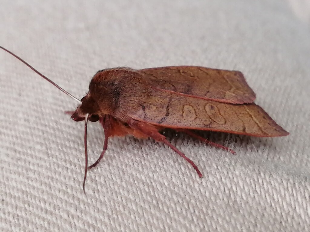 Cranberry Blossom Moth by princessicajessica