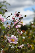 27th Sep 2025 - Japanese Anemones