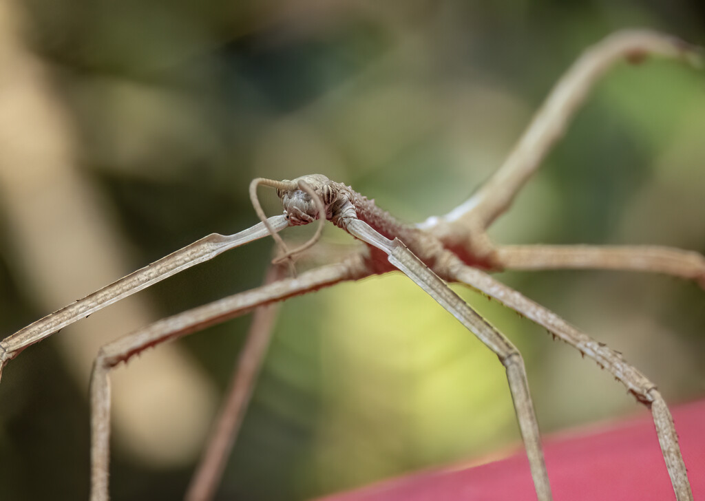 can I hitch a ride? by koalagardens