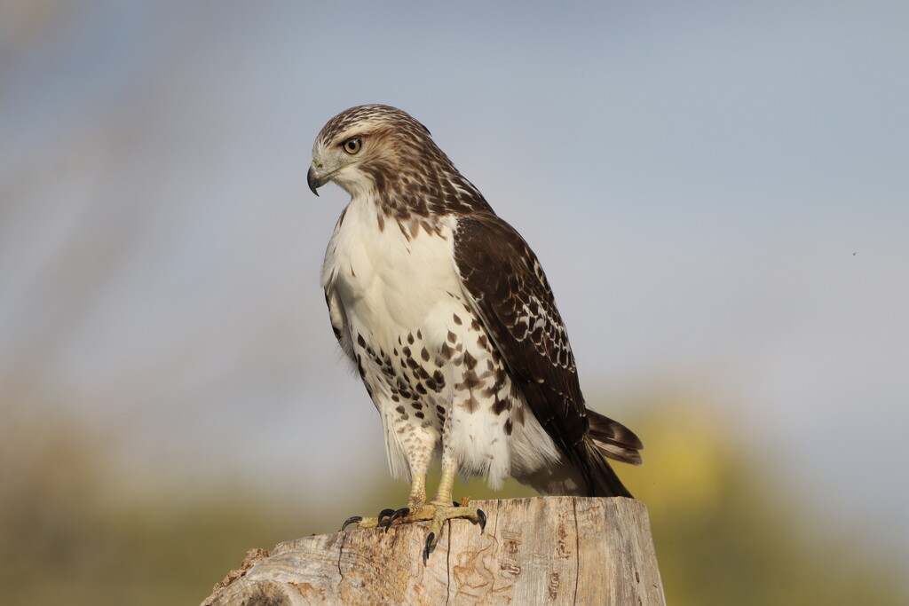Red-Tailed Hawk at Waterloo Park by princessicajessica