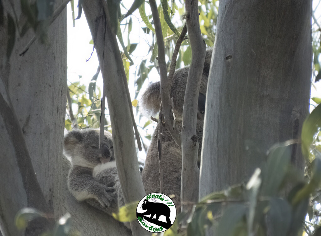 from another angle by koalagardens