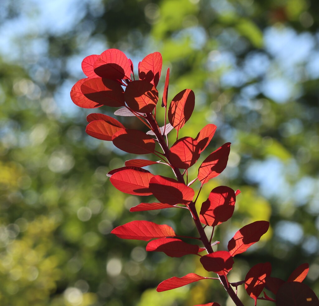 Smoke and Fire by 365projectorgheatherb