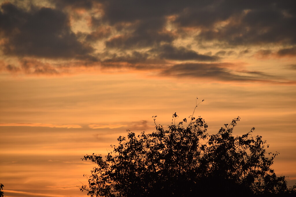 Orange sky by dragey74