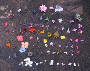 2nd Oct 2025 - flower grid