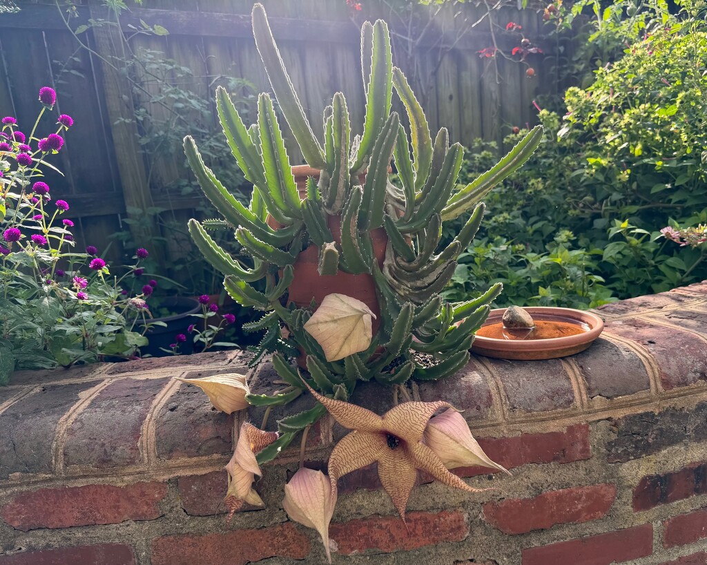 The Blooms Continue by allie912