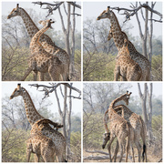 3rd Oct 2025 - Botswana Day 11 - 2