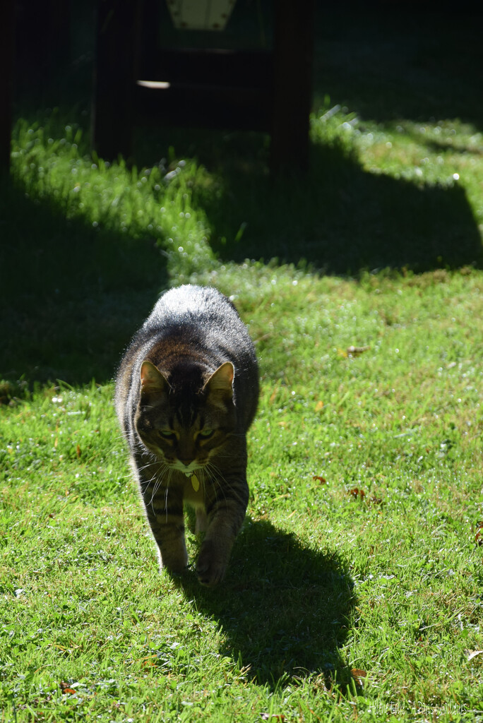 shadows by parisouailleurs