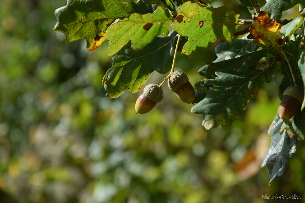 acorns by parisouailleurs