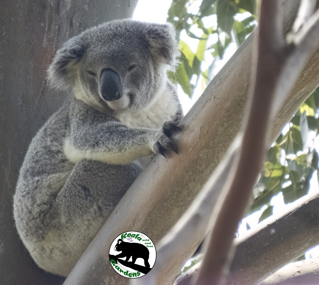 just popping in to say hi by koalagardens